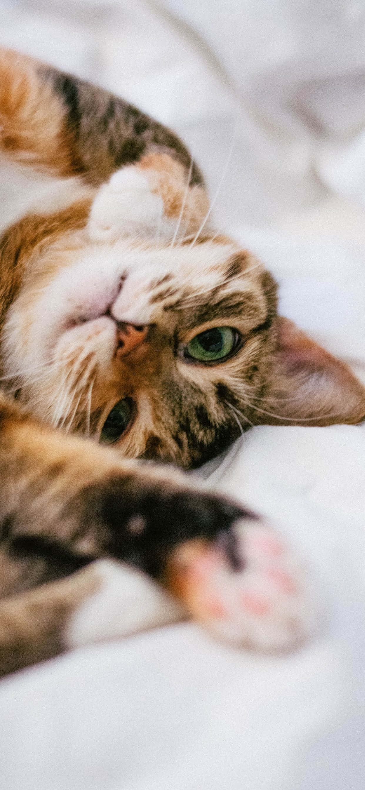 "Котка, която се наслаждава на слънчевите лъчи на хълмиста поляна" Тапет