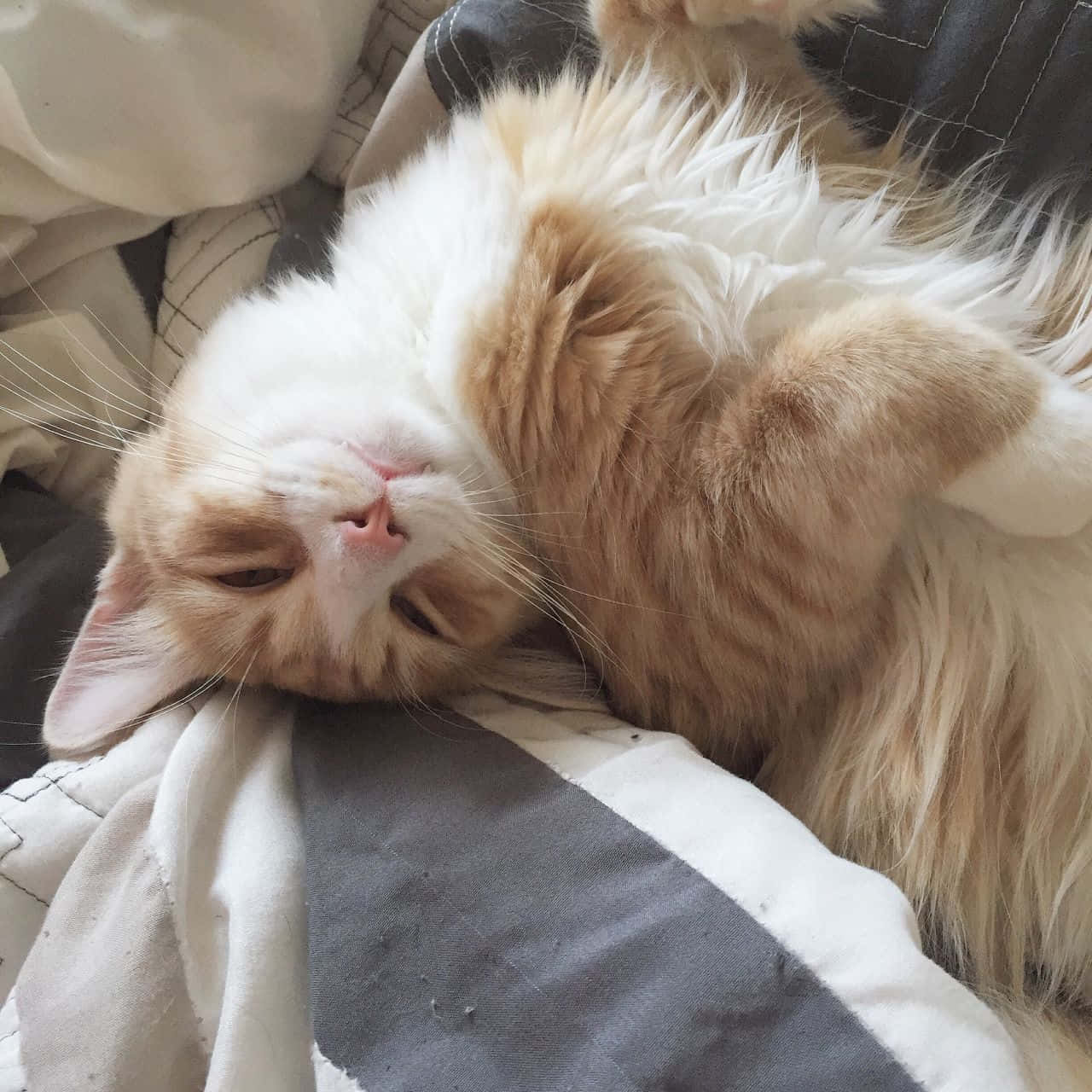 котка, лежаща на легло Тапет