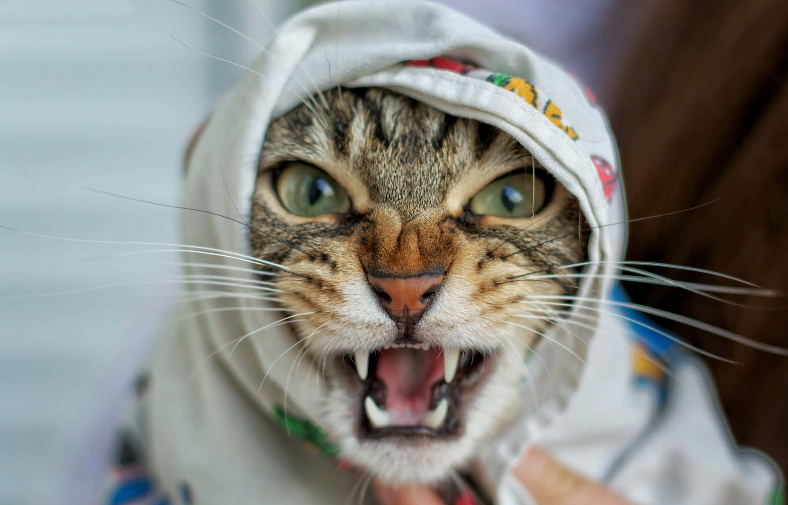 котка с отворена уста се държи от човек Тапет