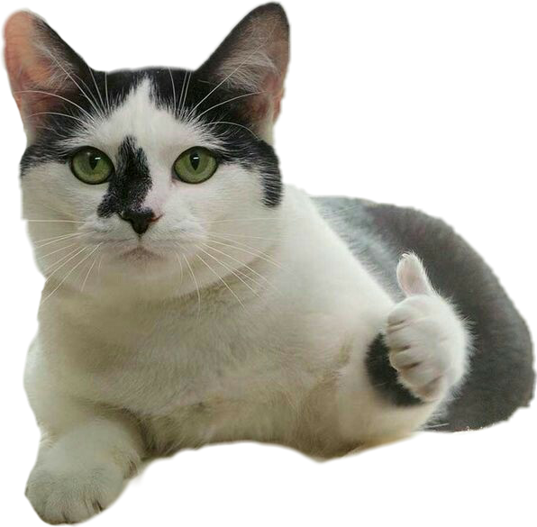 Котка с палец нагоре меме Тапет