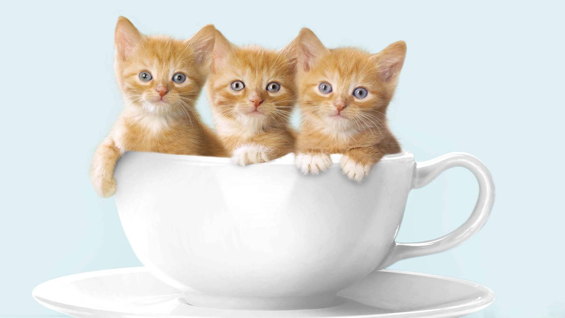 Котка, сгушена уютно в чаша за кафе Тапет