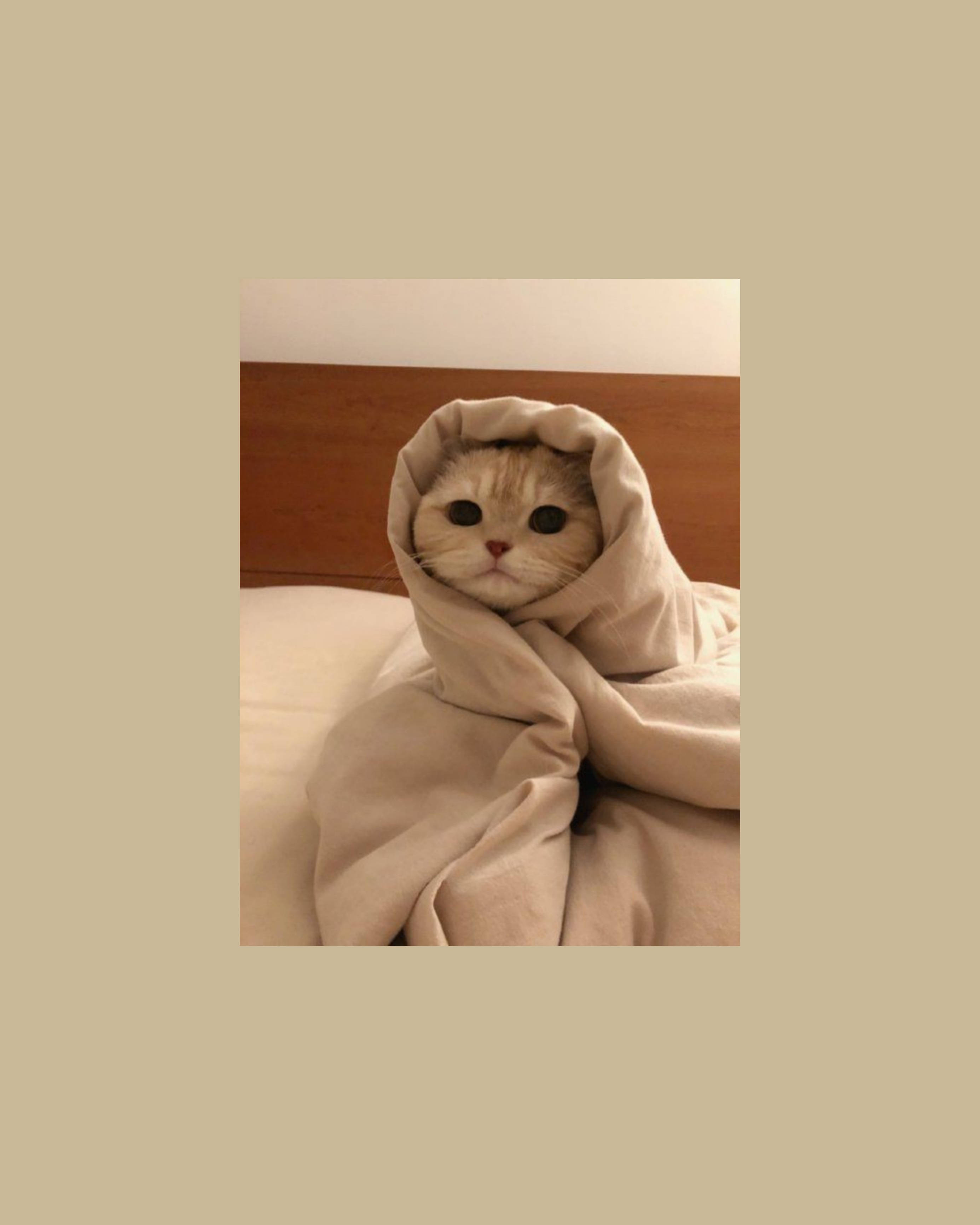 Котка, увита като буррито Тапет