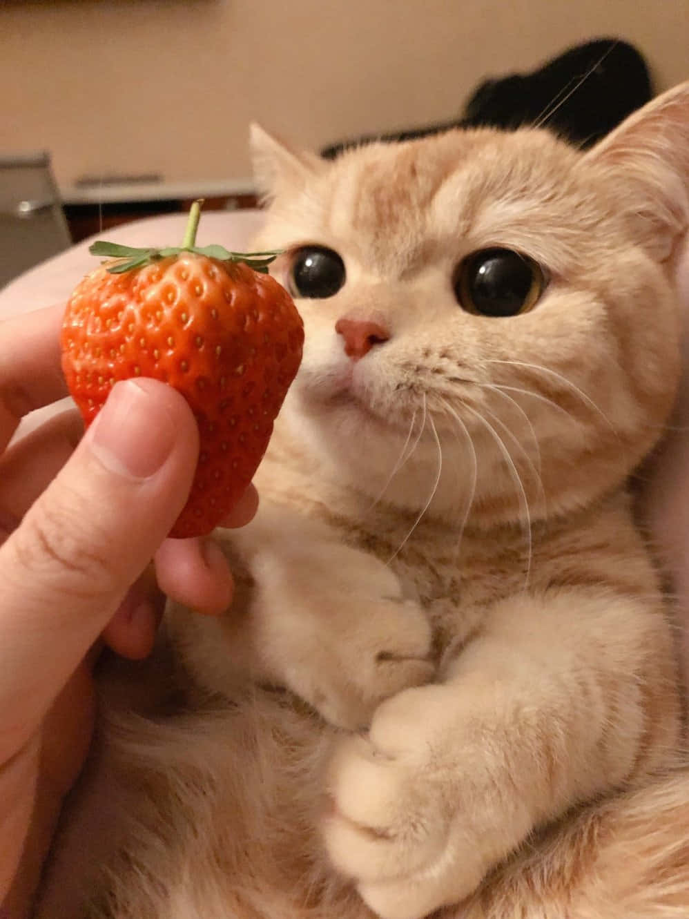 котка яде ягода Тапет