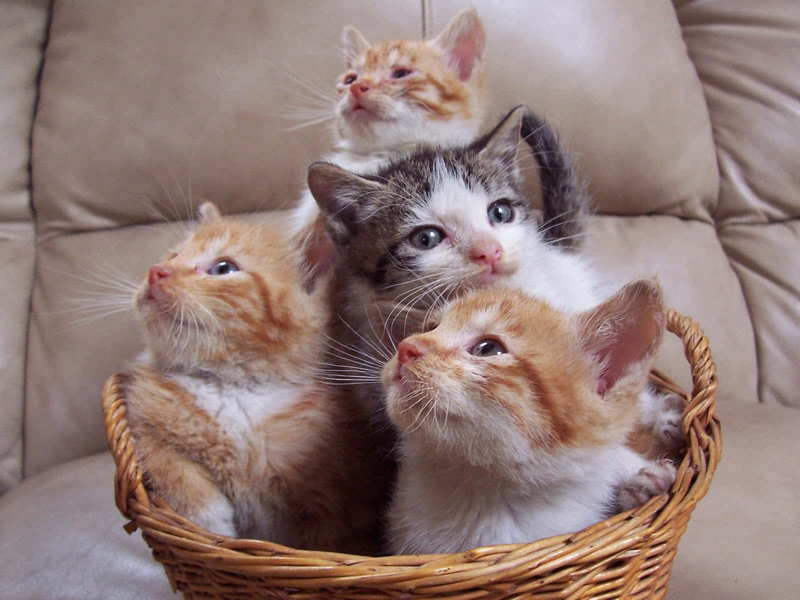 Кошница с очарователни котета Тапет