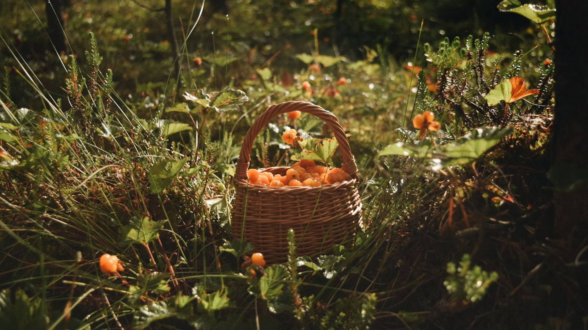 Кошница с плодове Cottagecore за десктоп Тапет