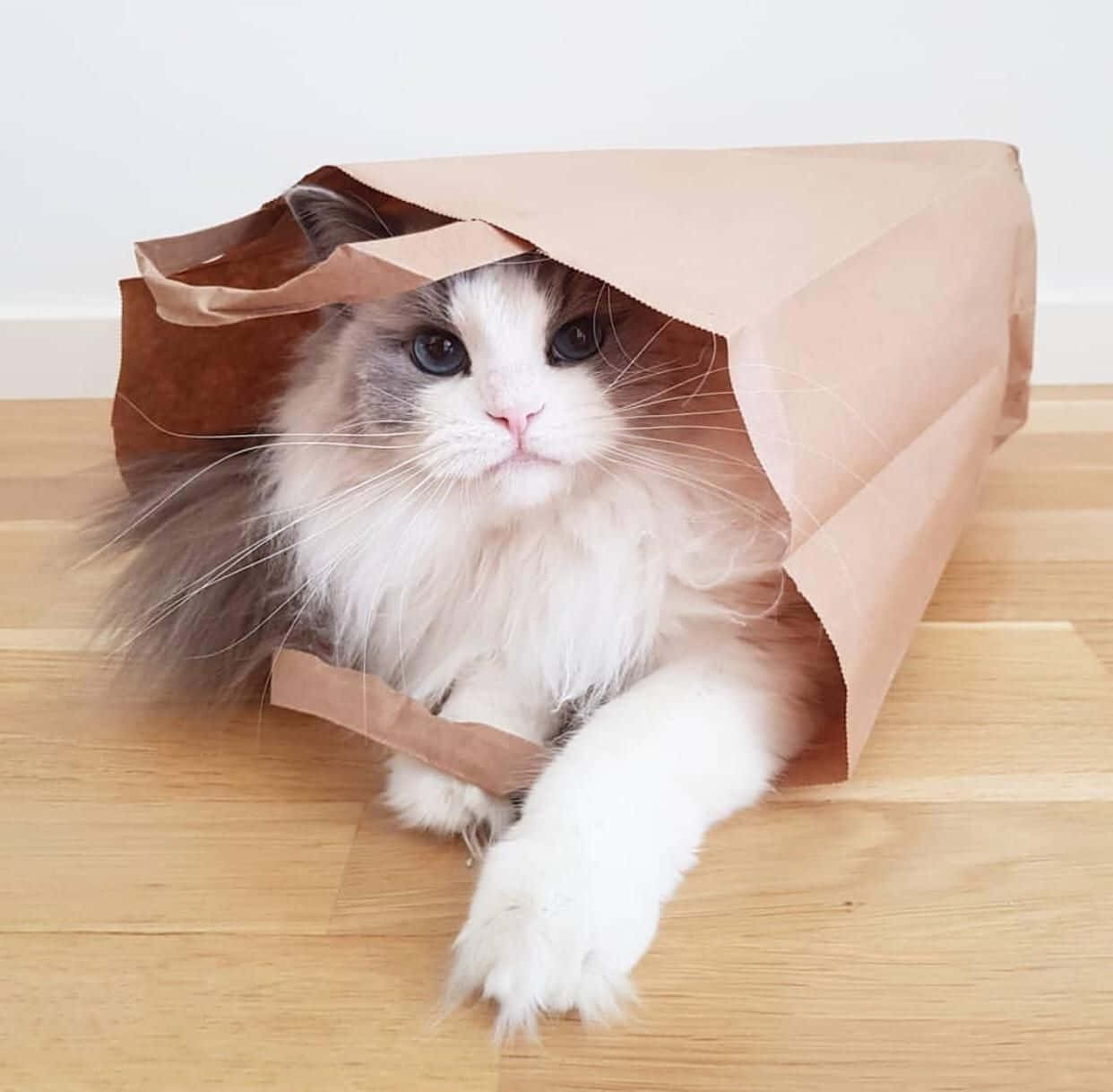 Красива котка вътре в хартиен плик Тапет