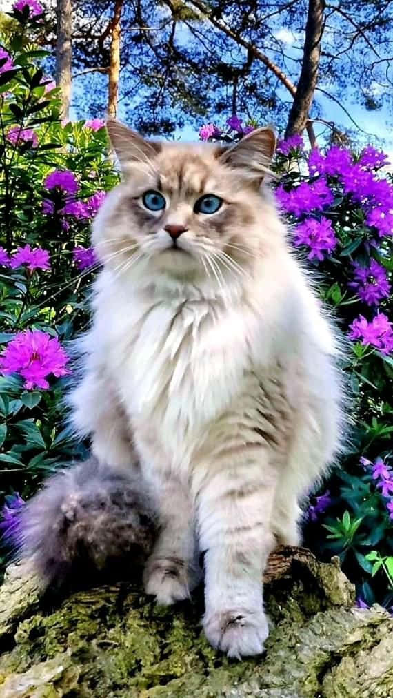 Красива котка на лила цветя Тапет