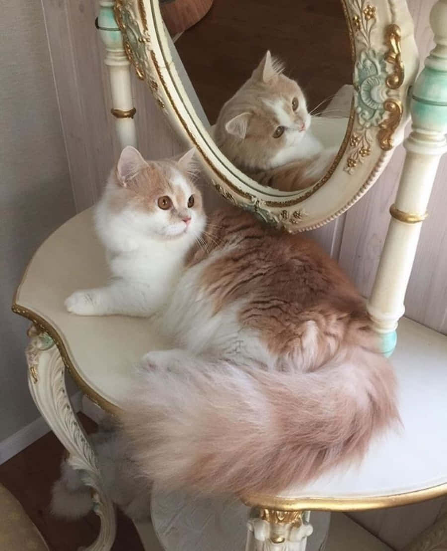 Красива котка, уловена в момент на прозявка, показваща уникалната си естетика. Тапет