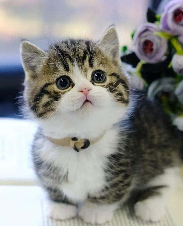 Красива снимка на котка Мънчкин Тапет