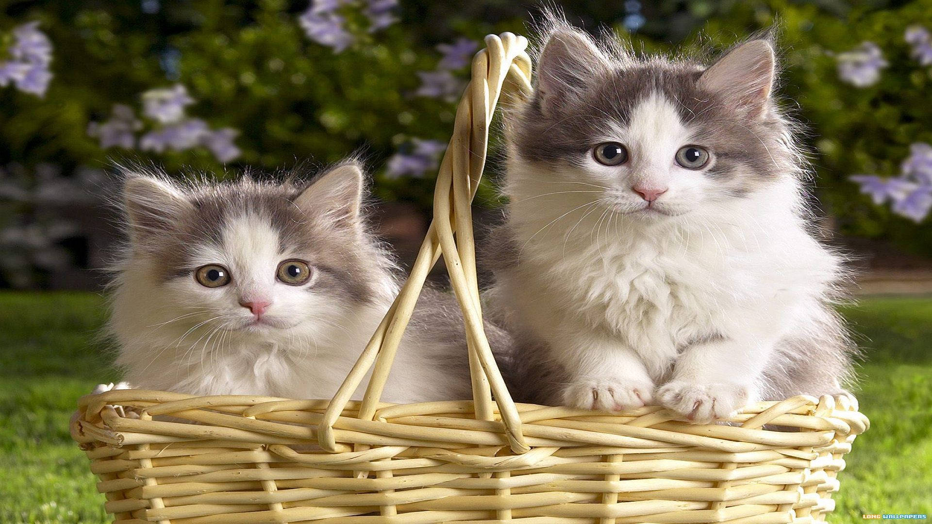 Красиви котки в кошница с плодове Тапет