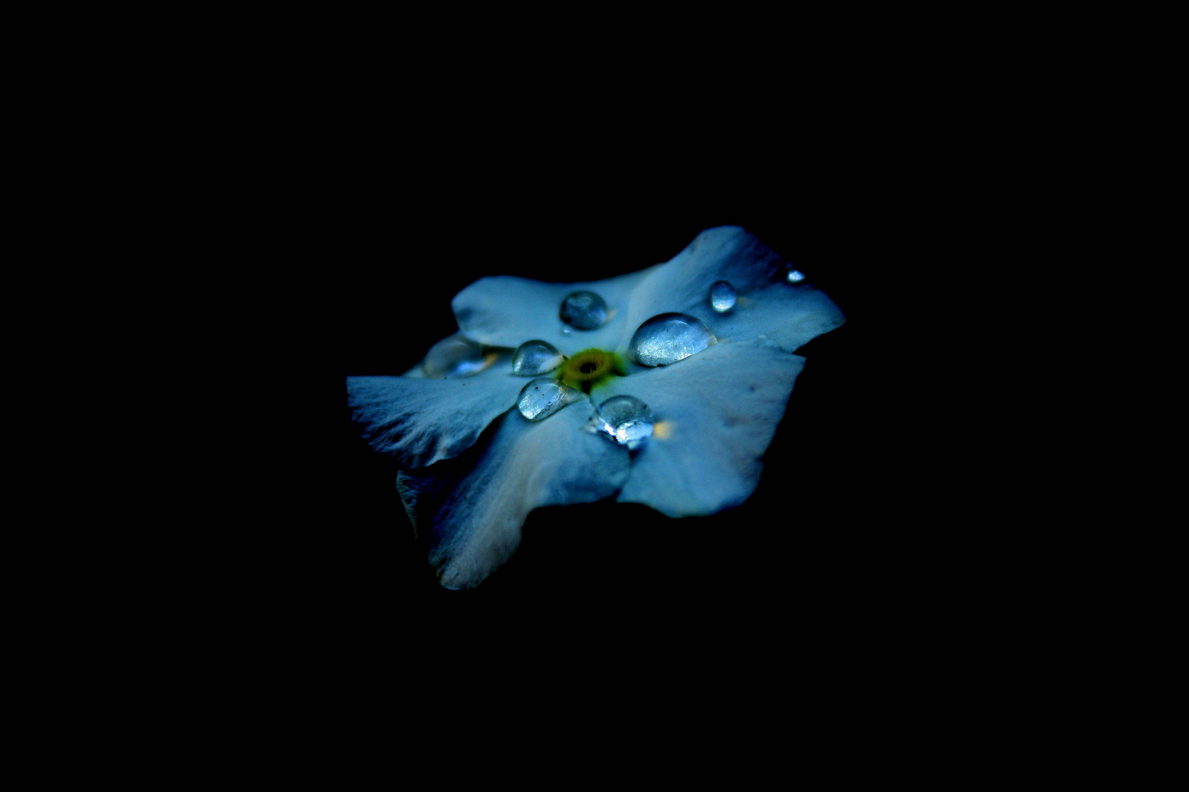 Красотата на живота, разкрита чрез AMOLED сини цветочни капки Тапет