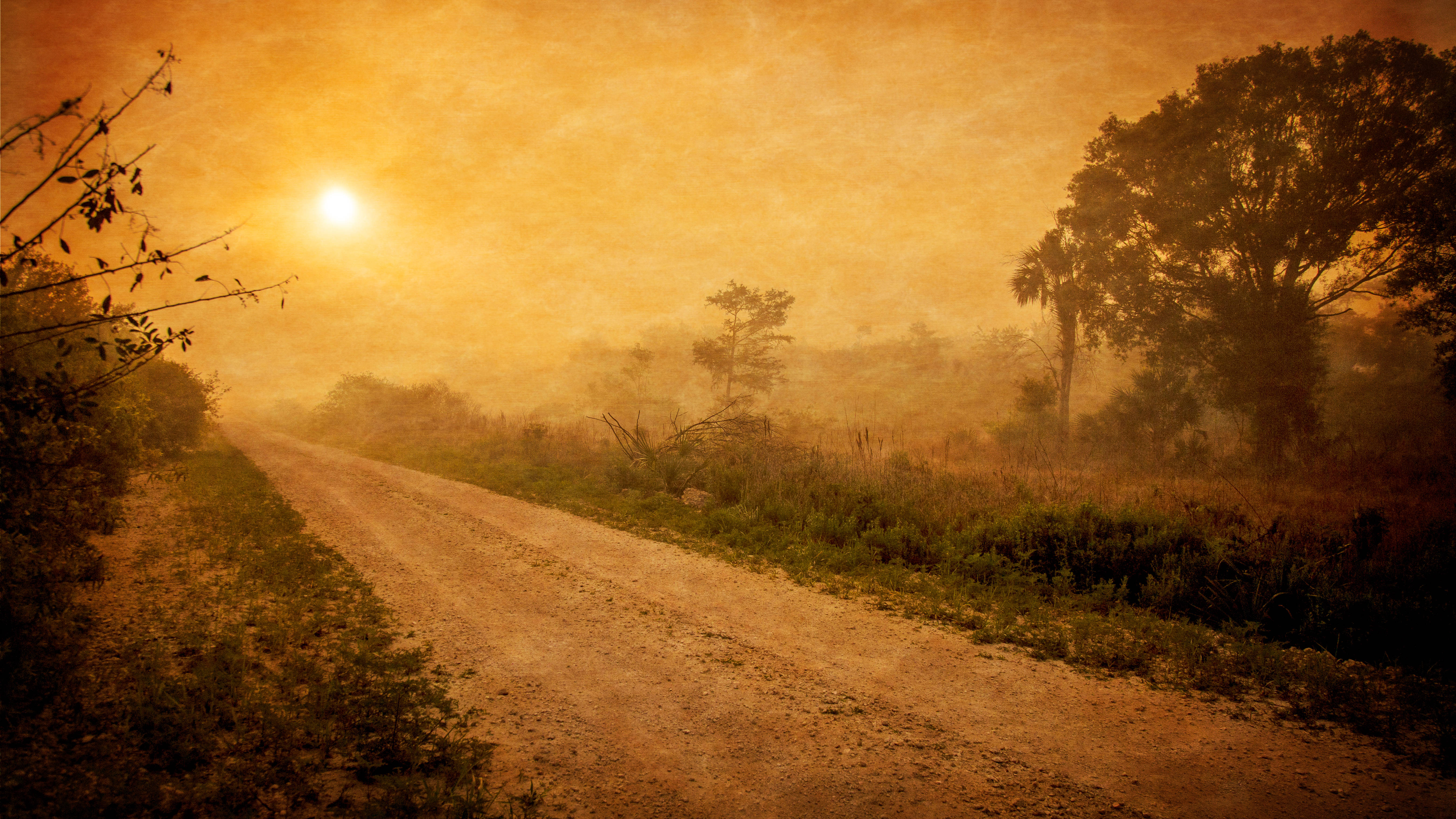 Мистична мъглива горска утрин Тапет