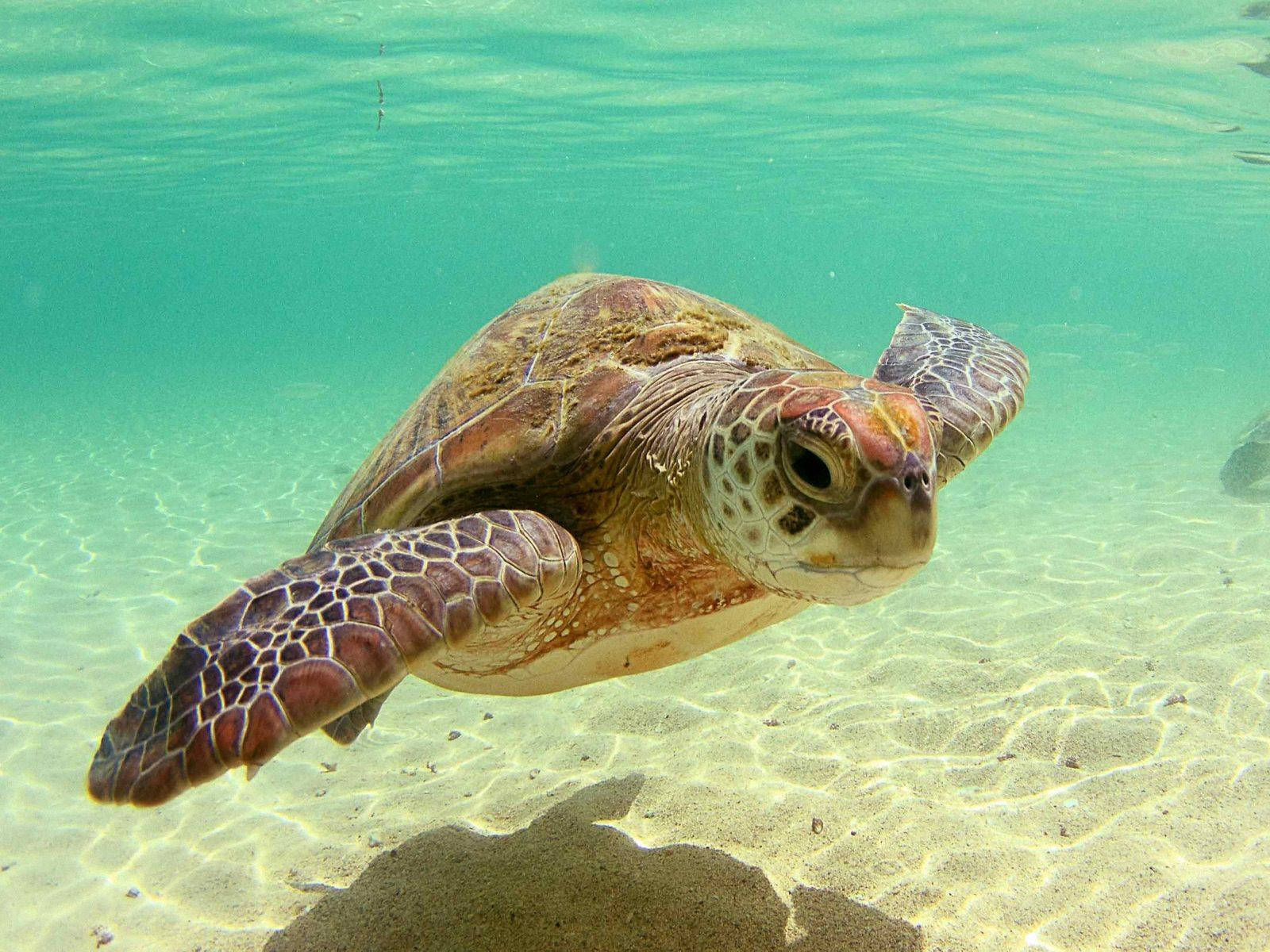 Морска костенурка със сянка под вода Тапет