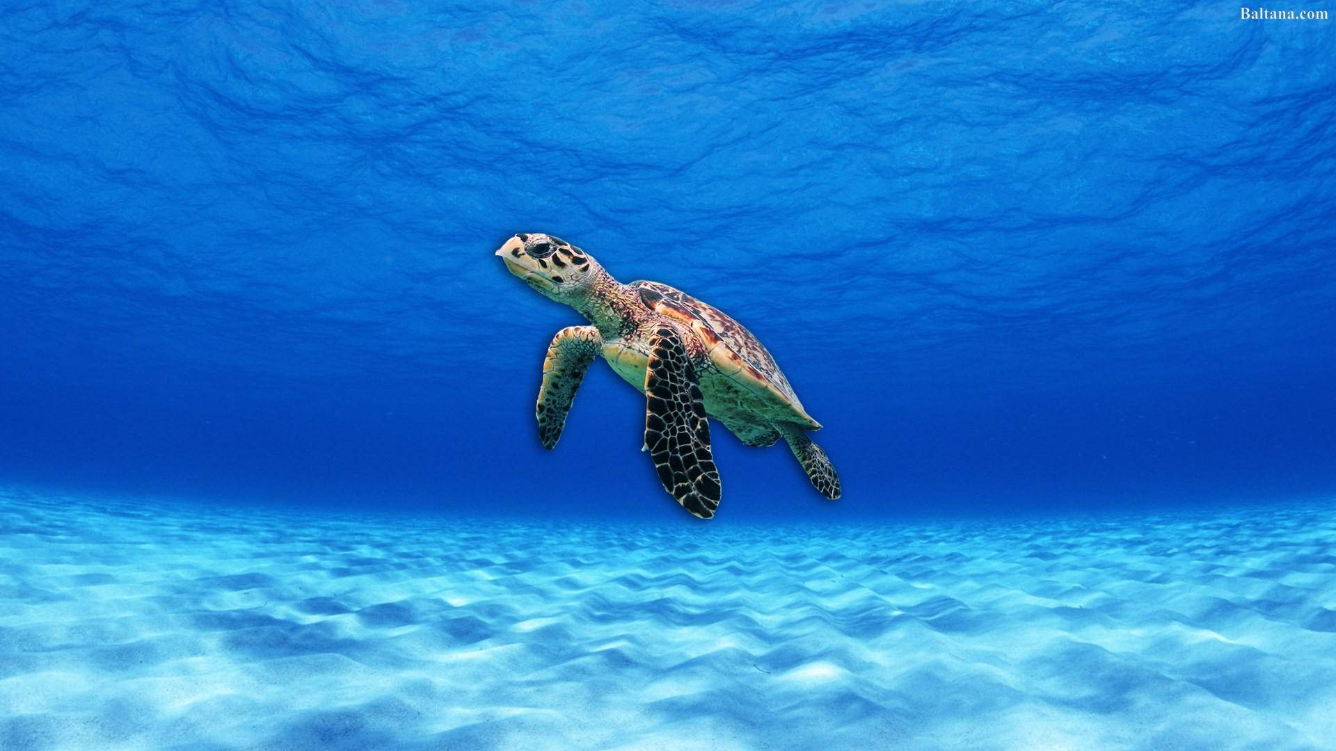 Морска костенурка под чисто синьо море Тапет
