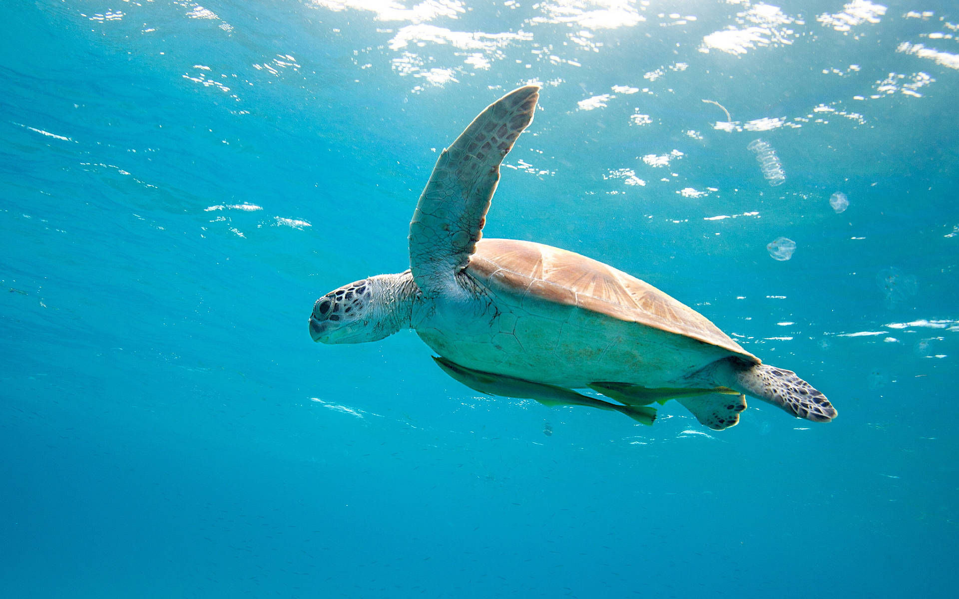 Морска костенурка под вода Тапет