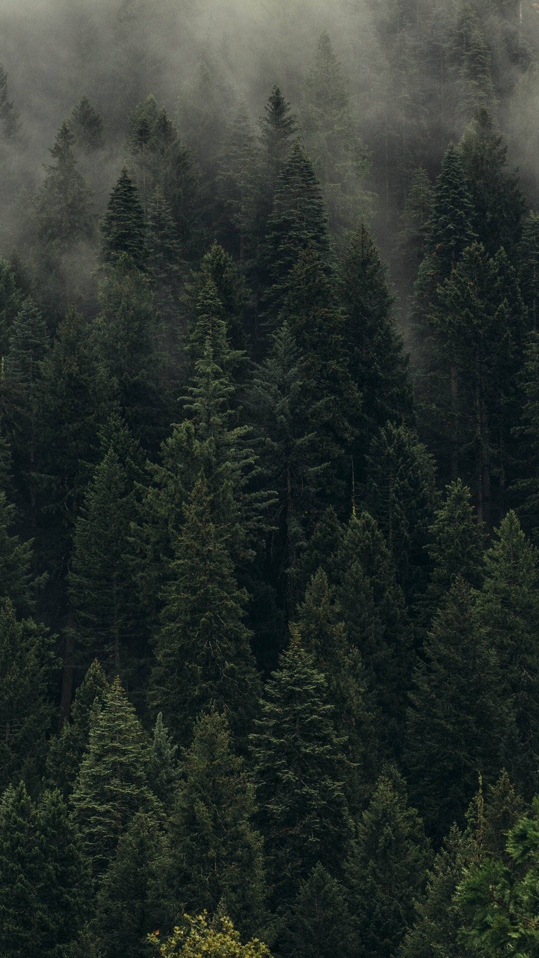 Мъглив борова гора iPhone