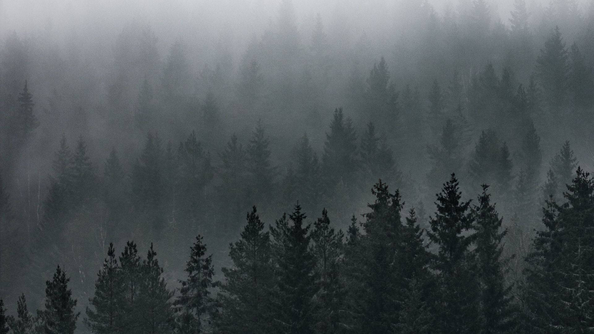 Мъглива гледка към гората Тапет