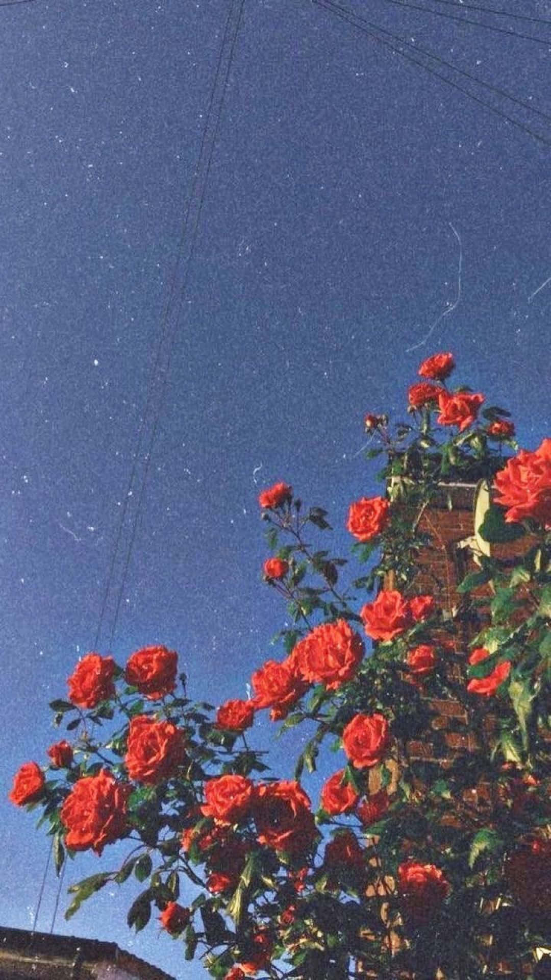 Насладете се на живите цветове и ретро усещането на Aesthetic Retro! Тапет