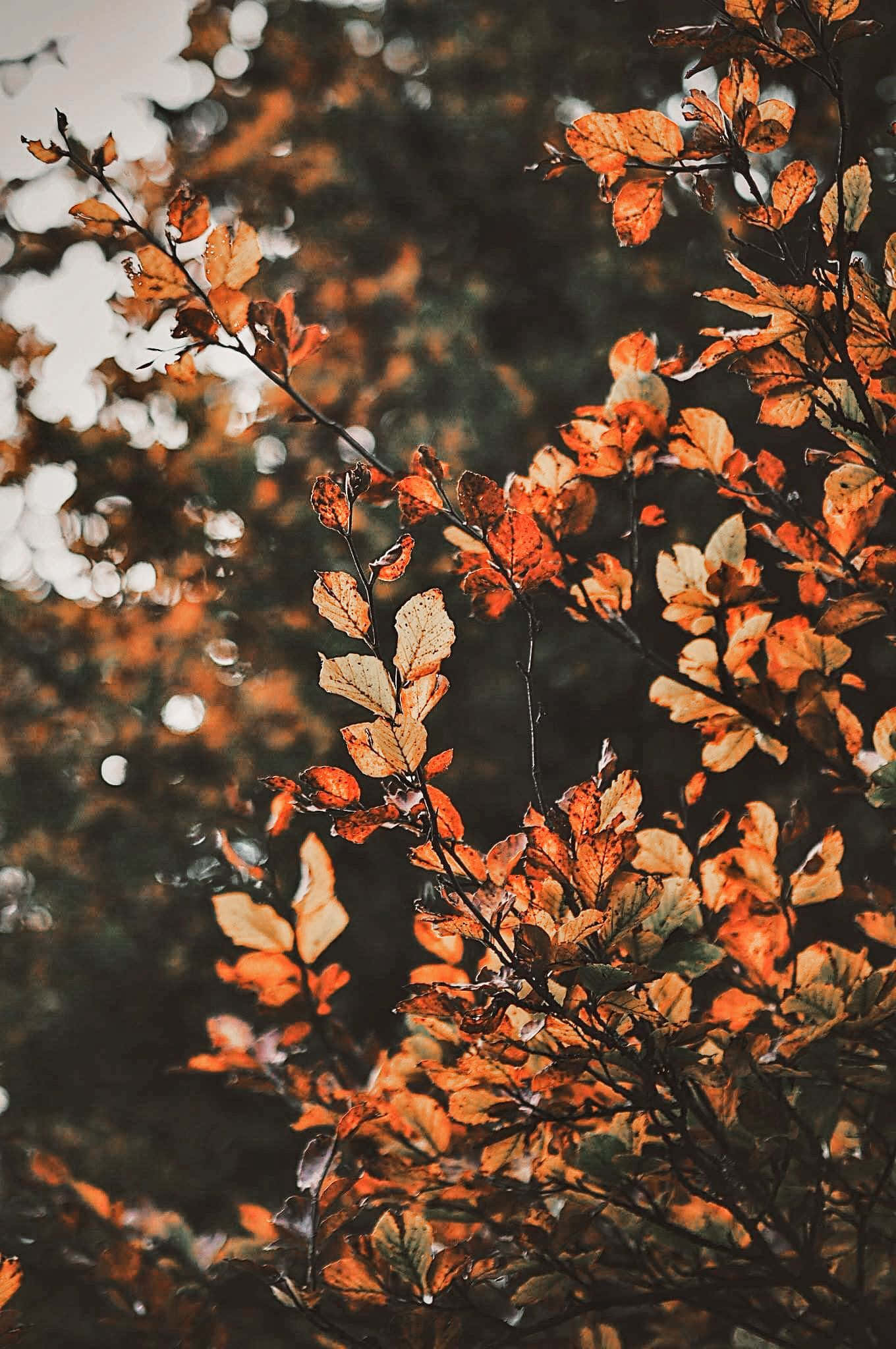 Насладете се на красотата на есента с цветните листа на Aesthetic Fall. Тапет
