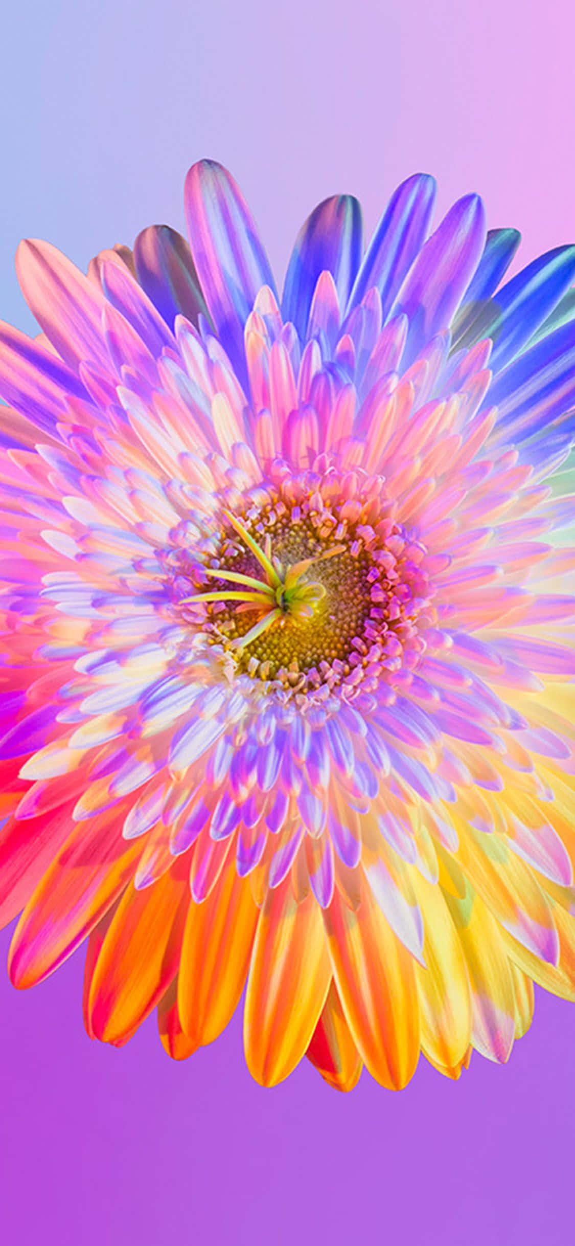 Озарете деня си с този красив Rainbow Flower iPhone тапет! Тапет
