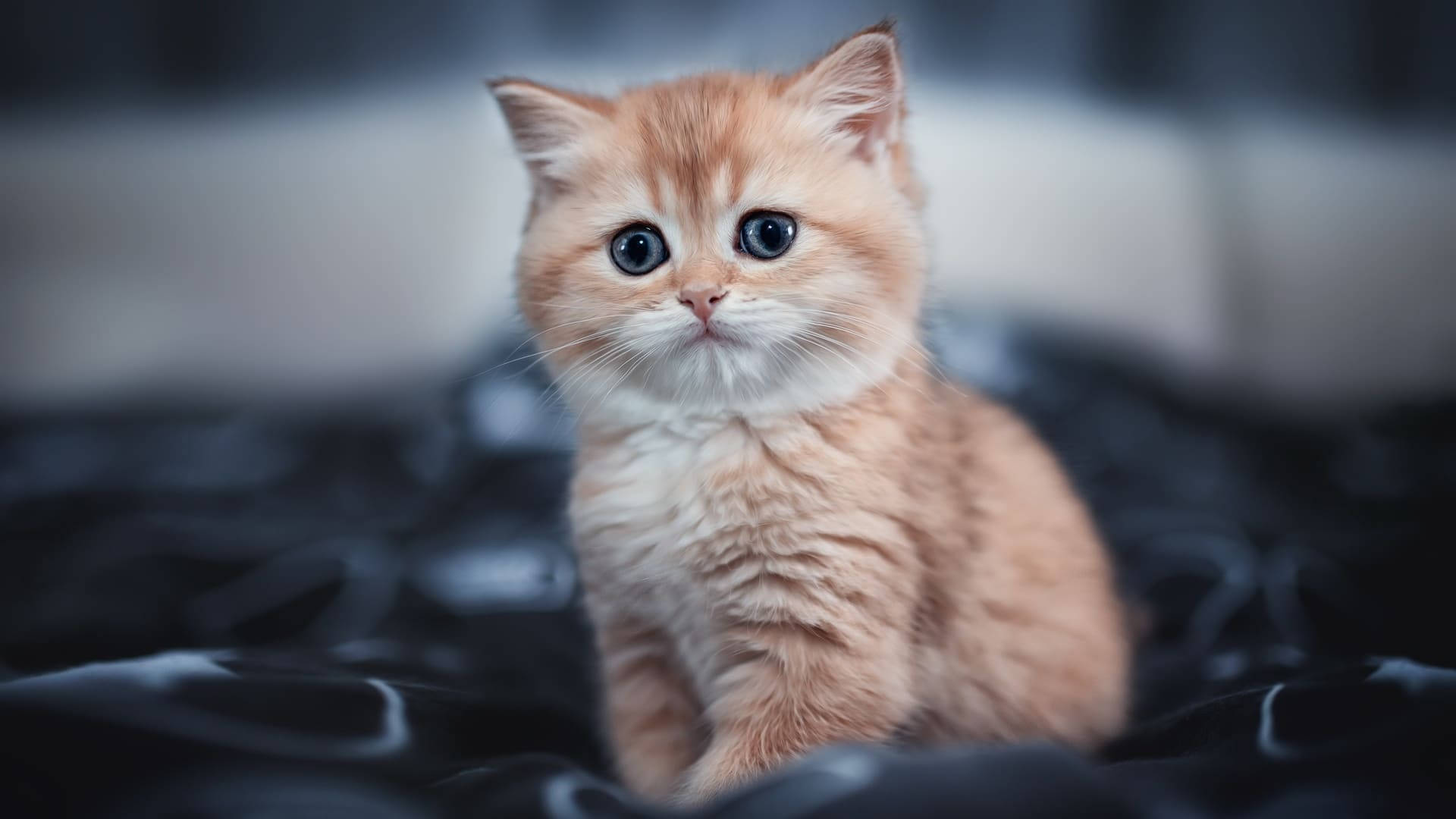 Оранжева естетична котка със сини очи Тапет