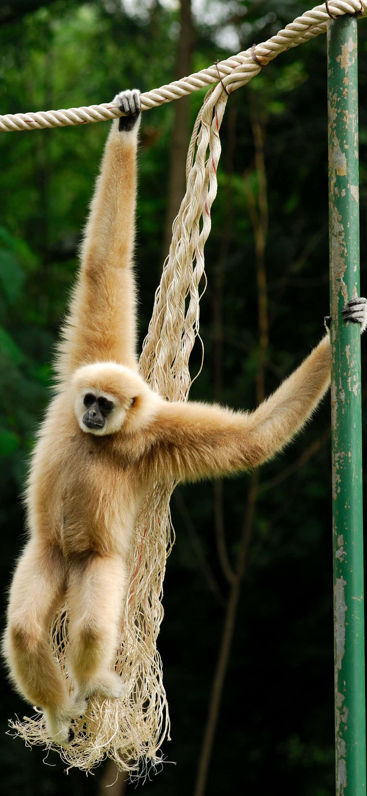 Отличи се от тълпата с iPhone Xs Max Gibbon Тапет