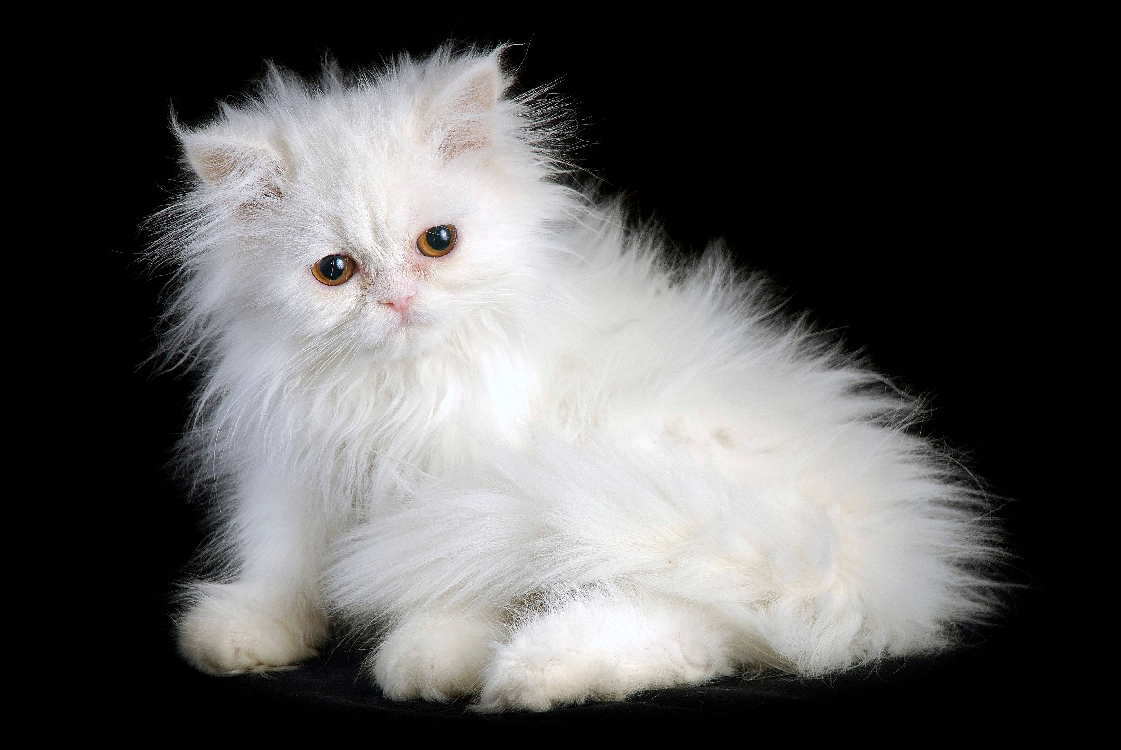 Персийска котка Тапет