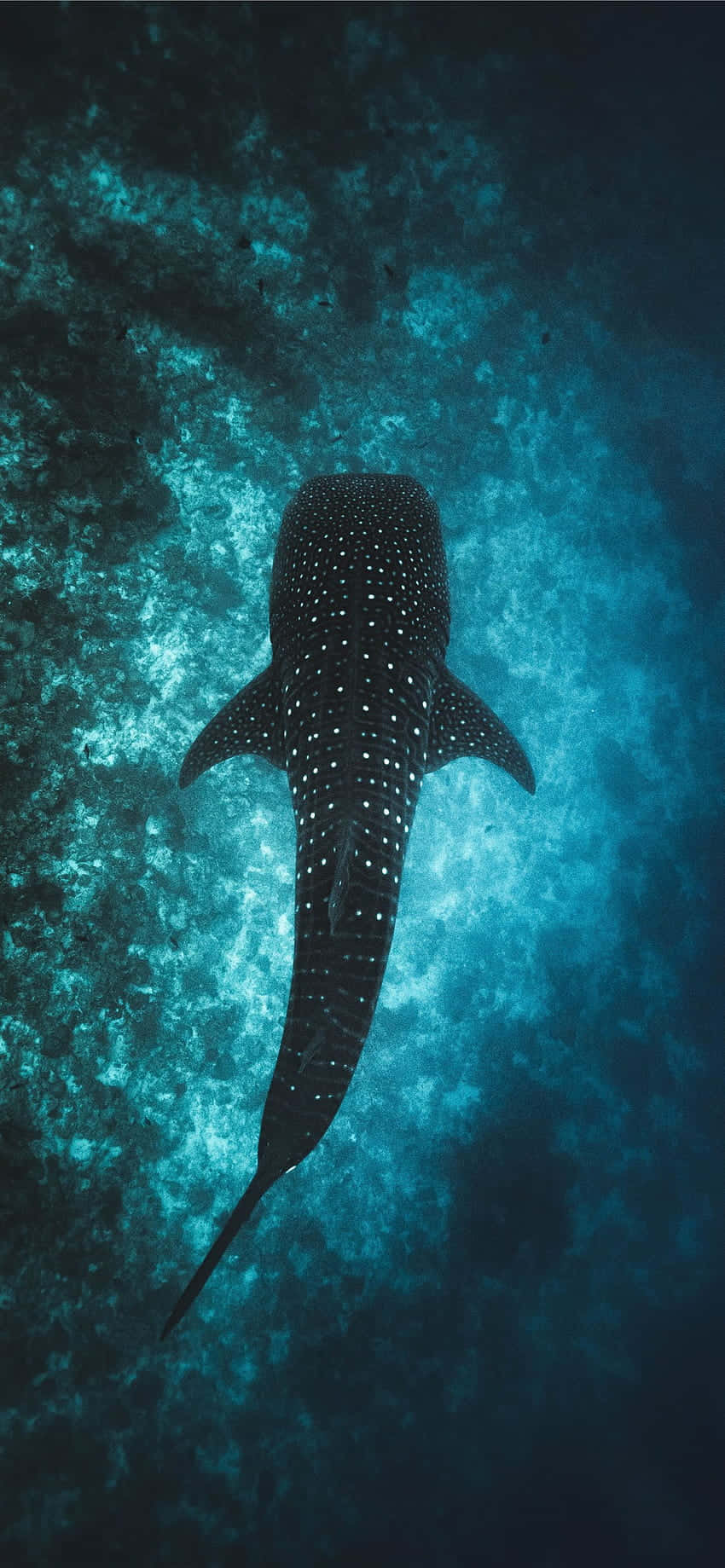 Потопете в красотата на океана с нашия Ocean Aesthetic Phone Тапет