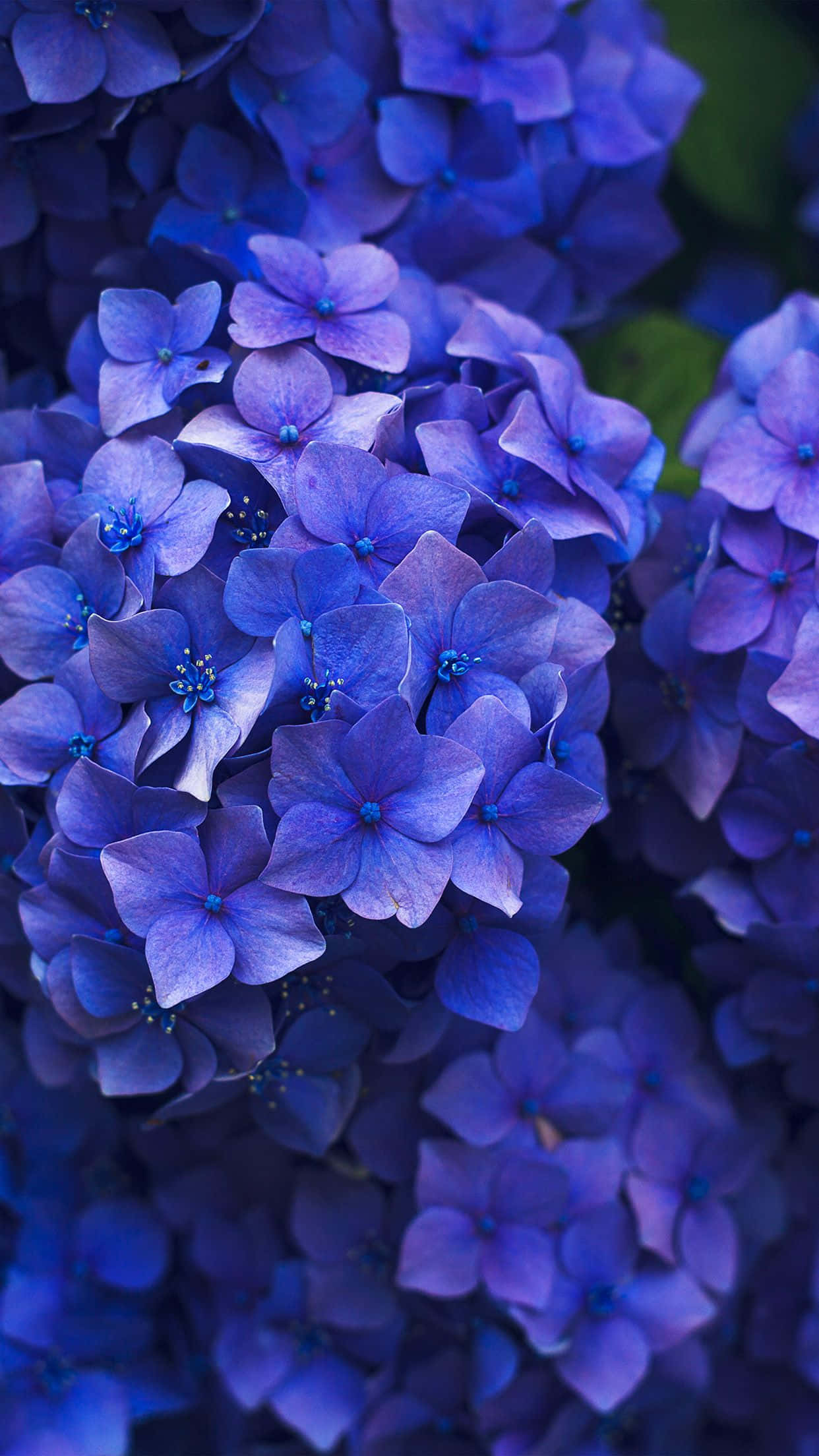 Прегърнете красотата с Flower iPhone Тапет