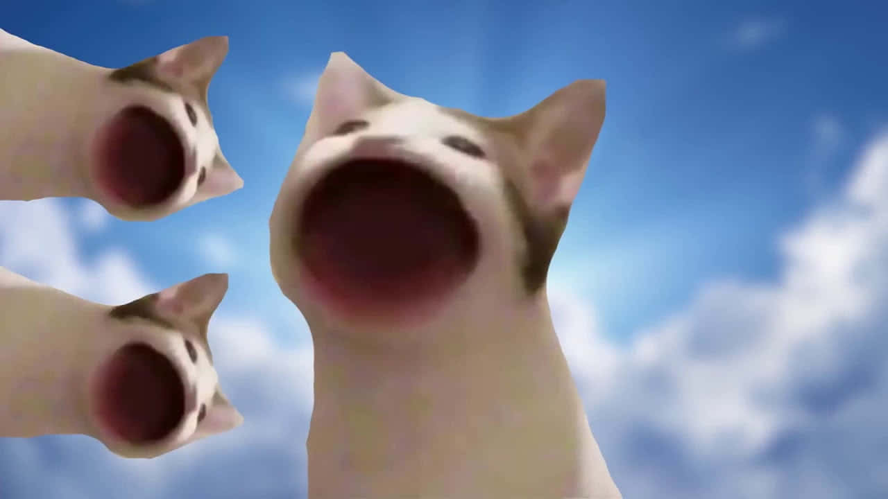 Прокълната снимка на Pop Cat мемето Тапет