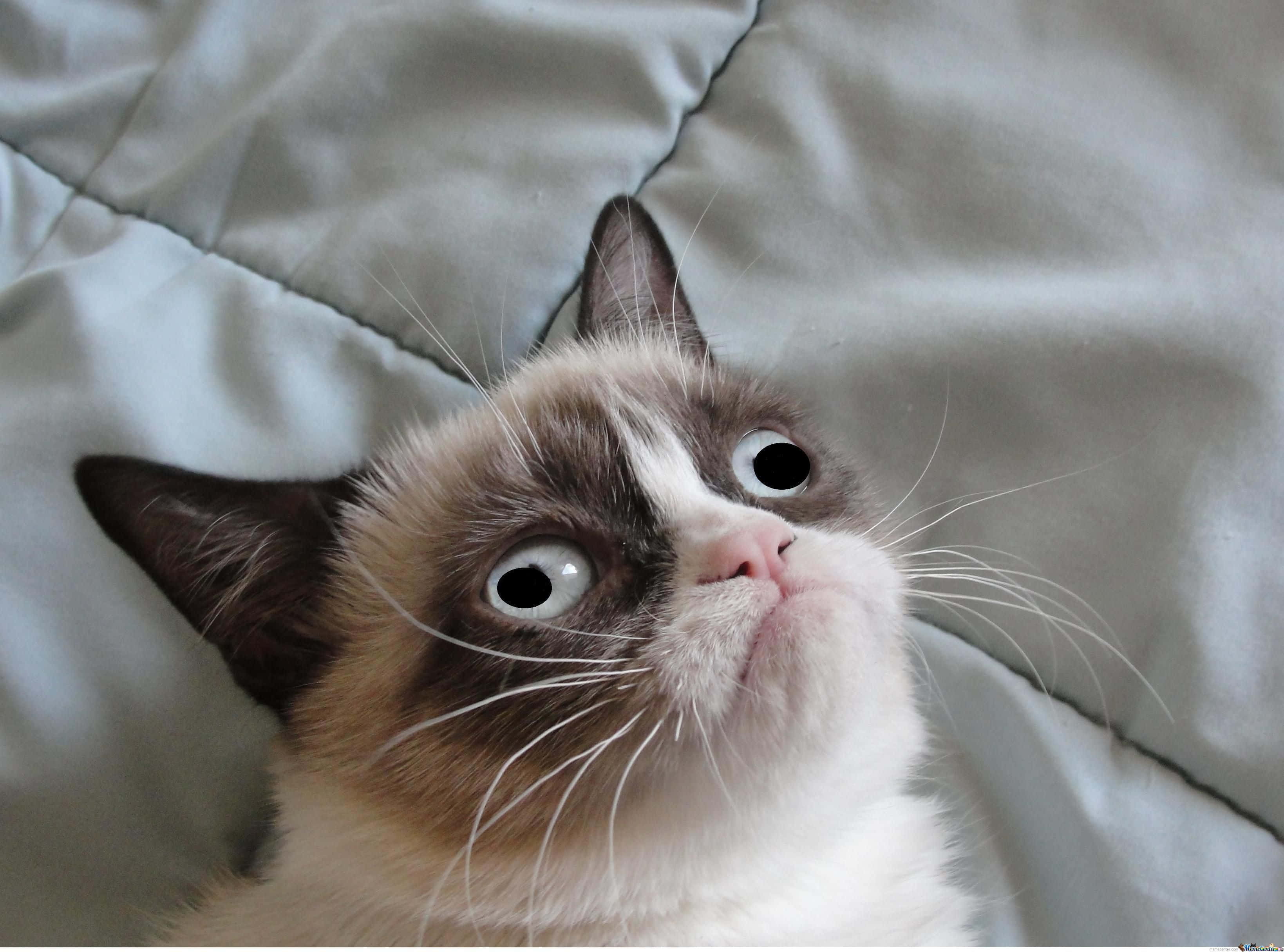 Прокълната снимка на котка Grumpy Cat Тапет