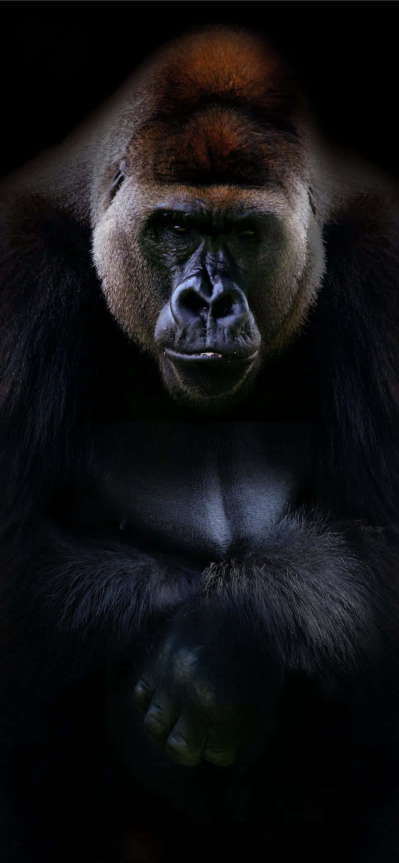 Професионален Портрет Най-добър Горила Тапет