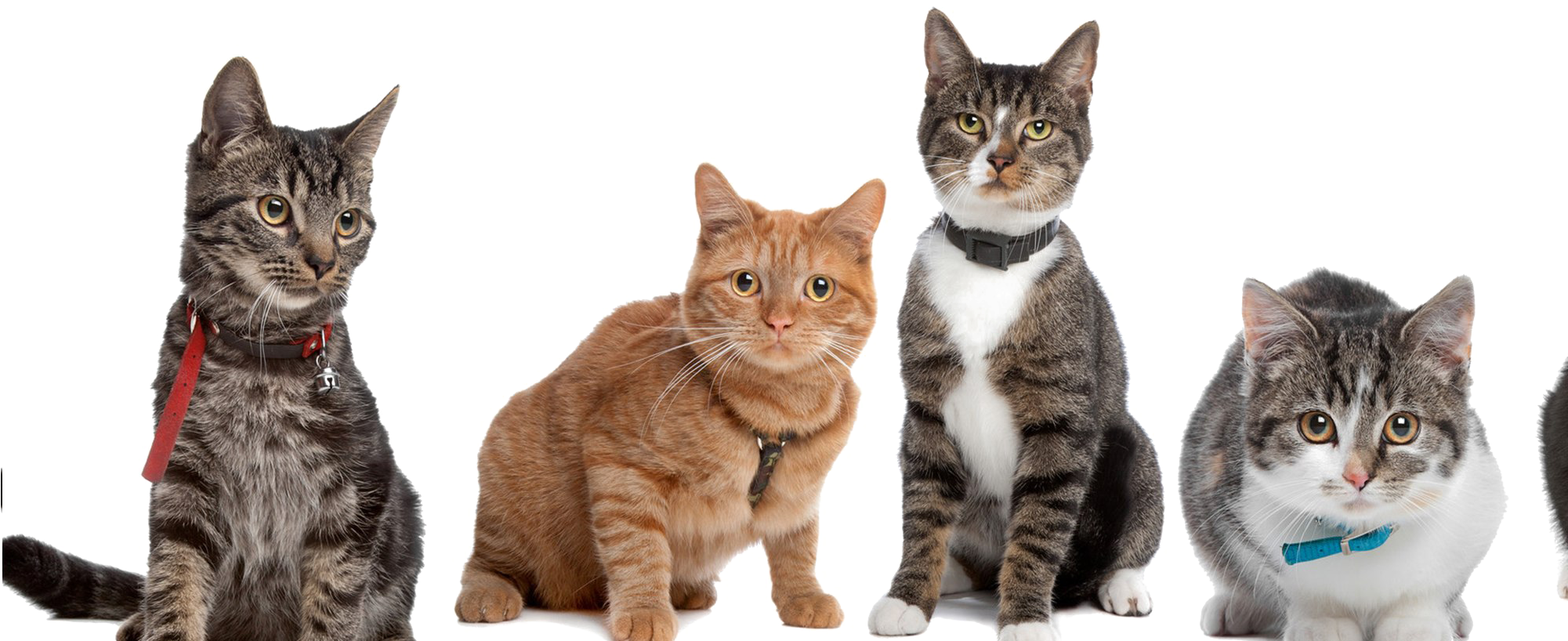 Разнообразие от котки в пози Тапет