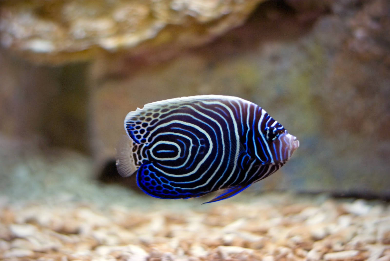 Риба с вихровидни шарки Тапет