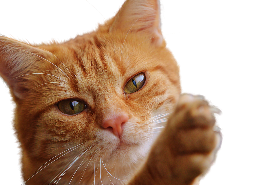 Рижа котка вдига лапа Тапет