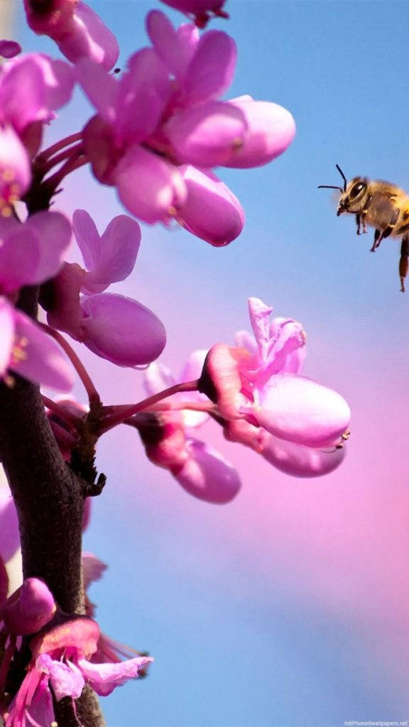 Розова орхидея iPhone Тапет