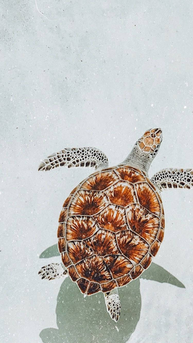 Ръждивокафяво сладко костенурче Тапет