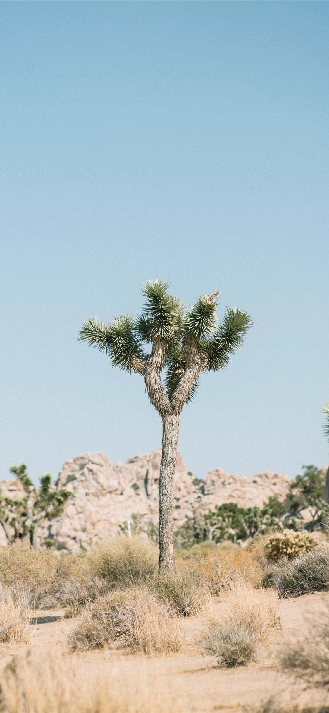 Самотни снимки на Joshua Tree Тапет
