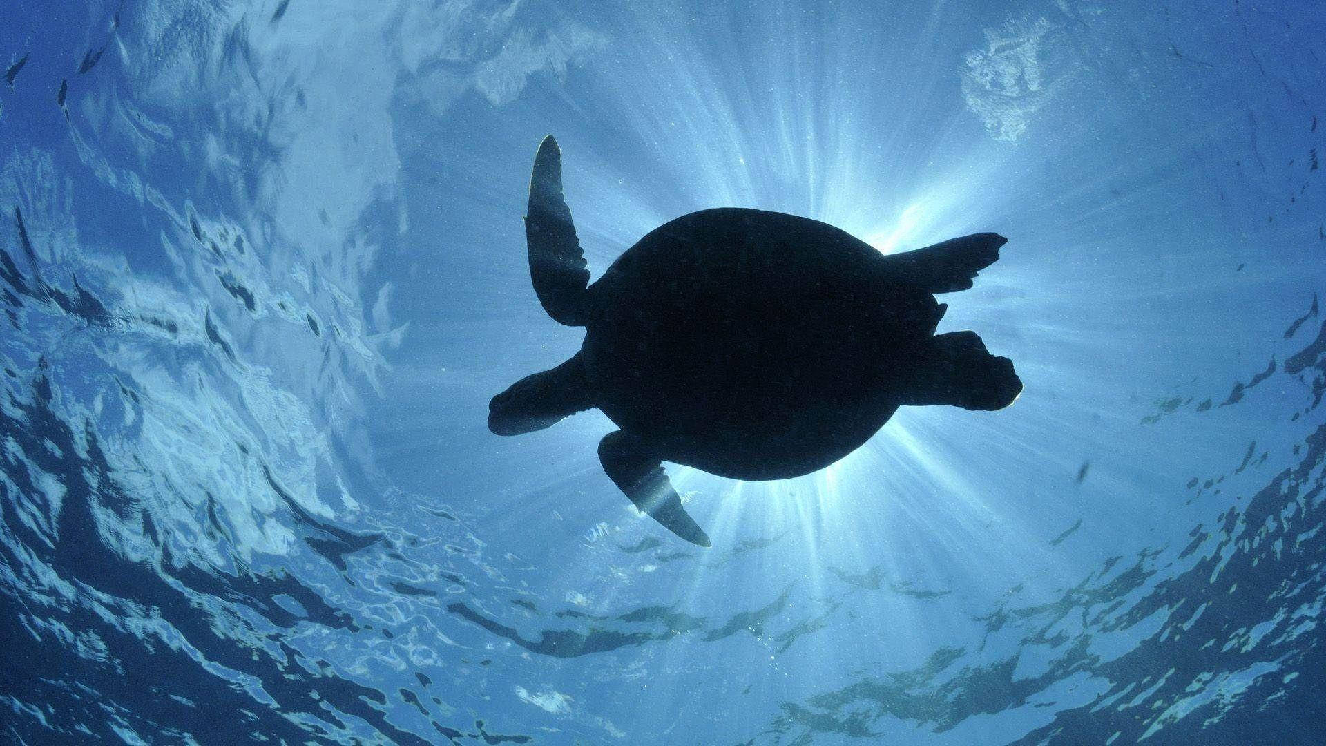 Силно очертана морска костенурка Тапет