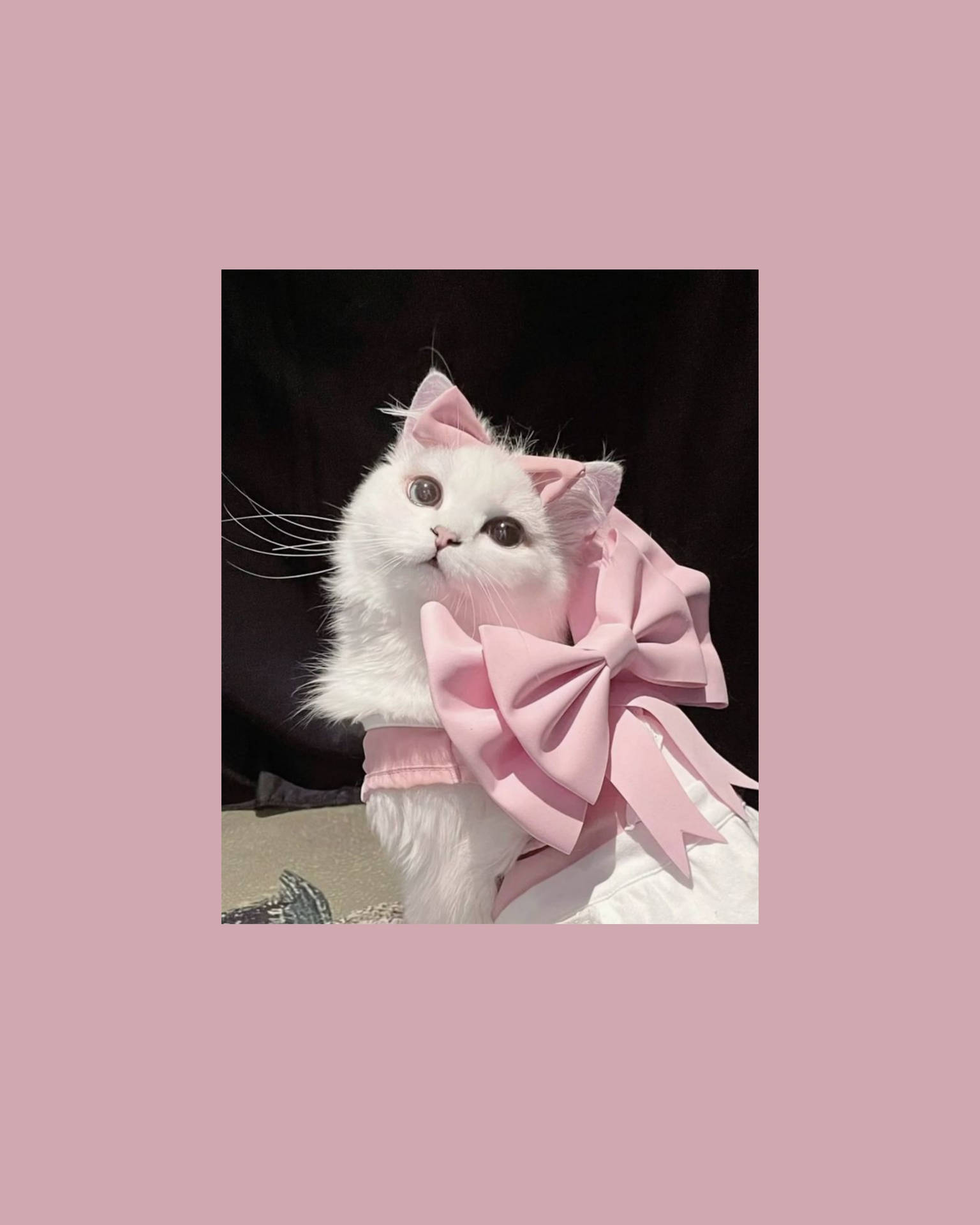 Сладка естетика на котка с розова панделка