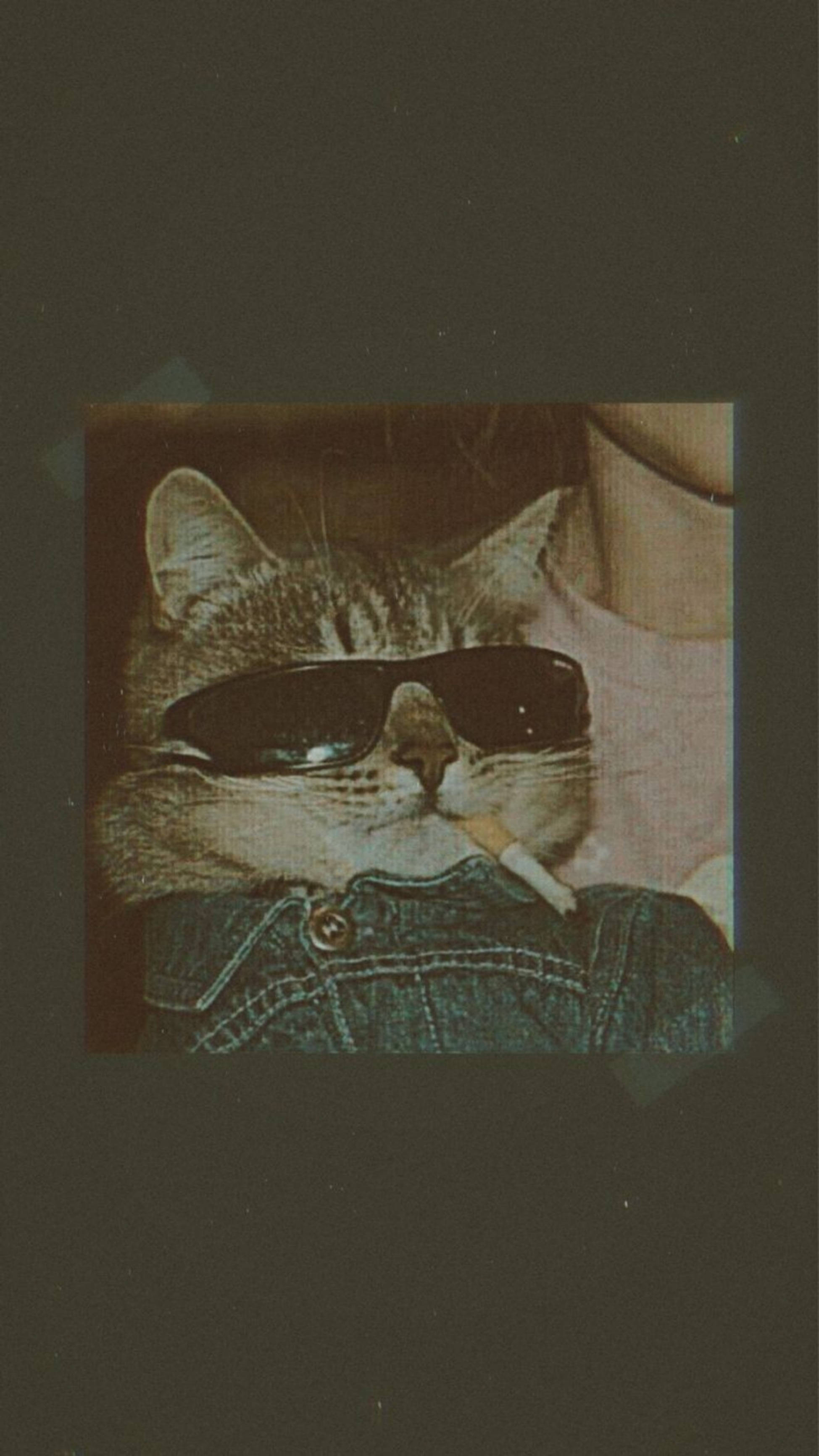 Сладка котешка естетика с цигара Тапет