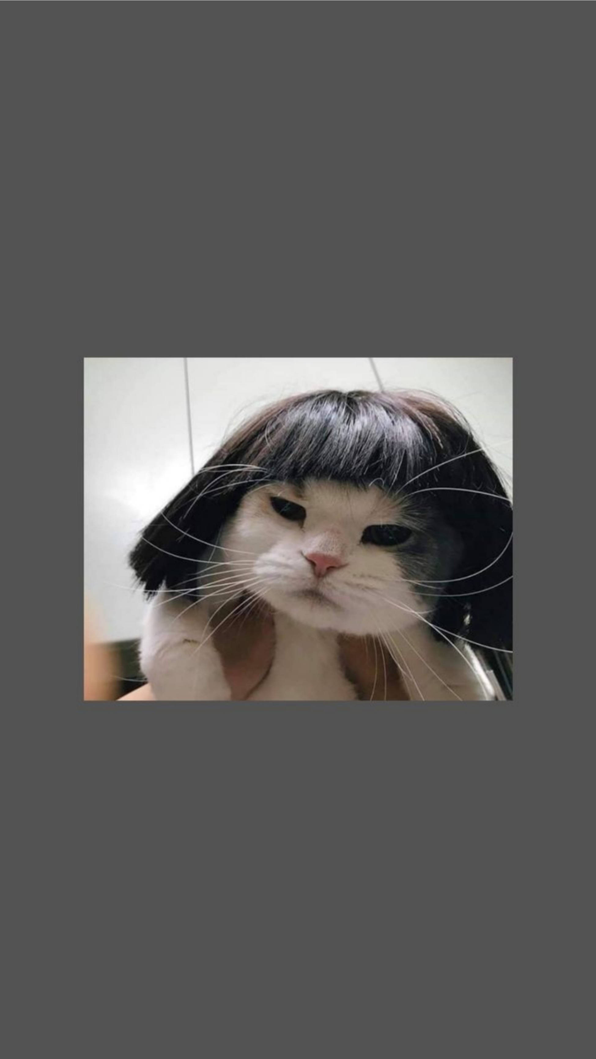 Сладка котка естетика забавна къса перука Тапет