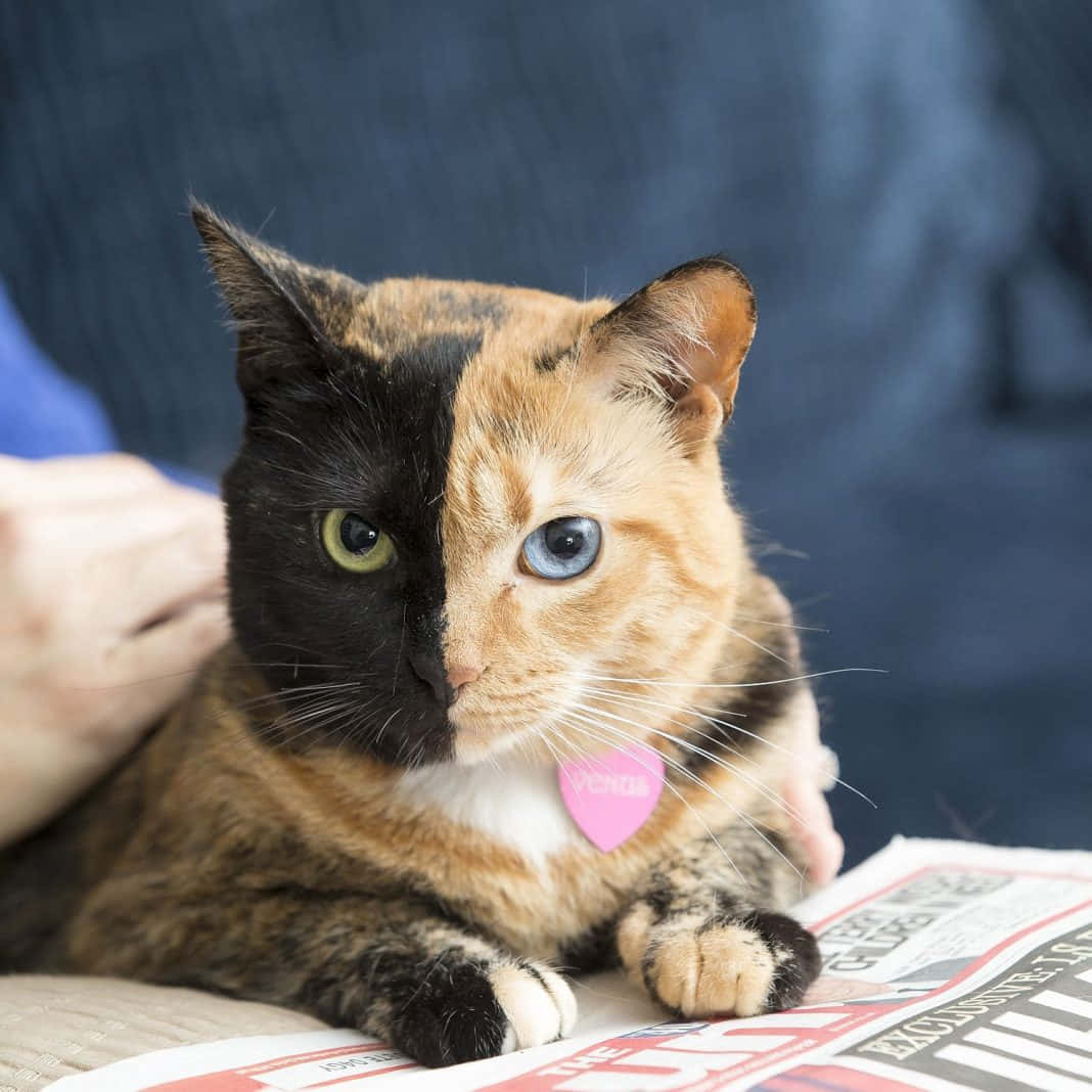 Сладка снимка на костенуркова котка Тапет