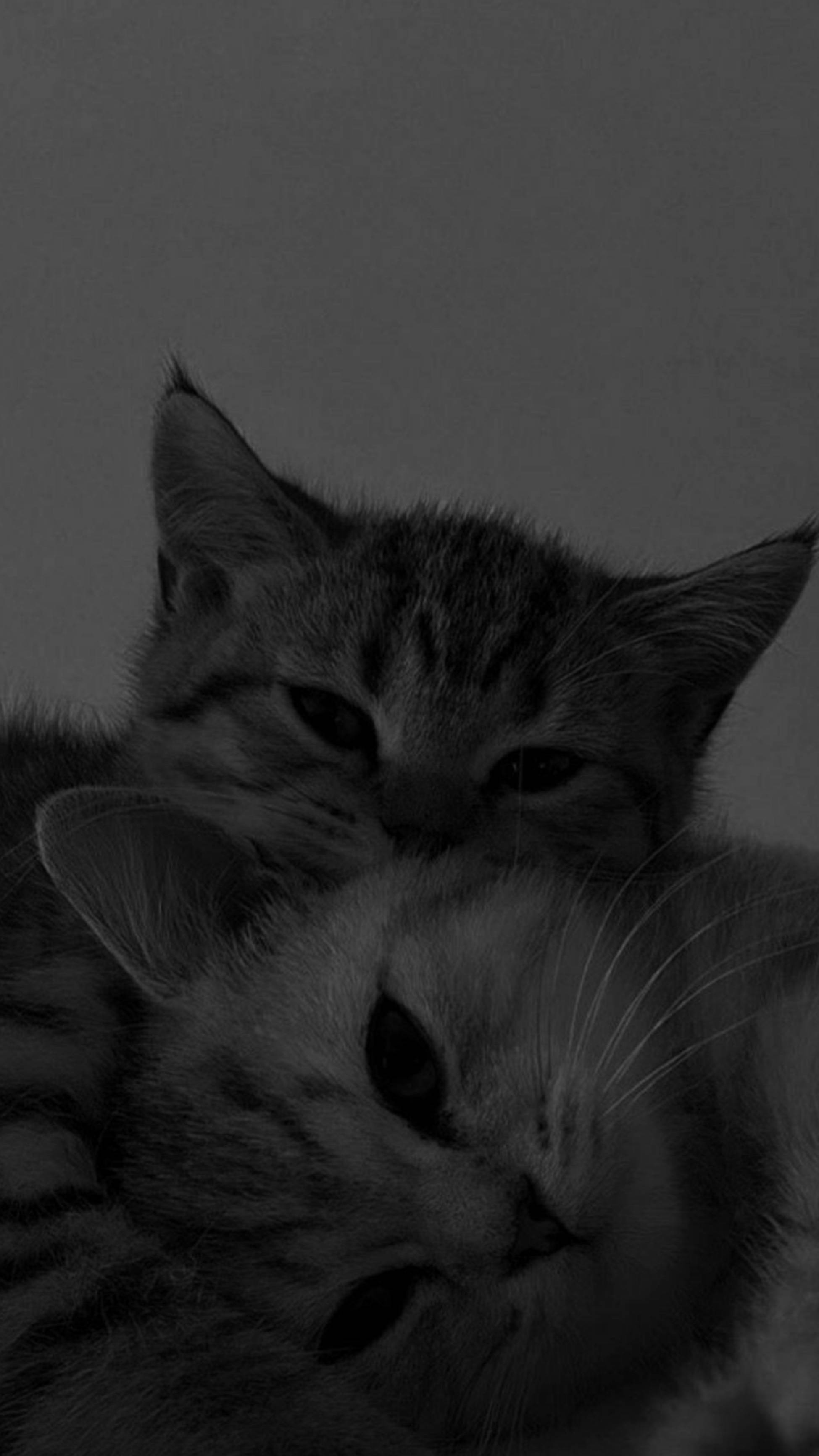 Сладки котки, гушкащи се заедно Тапет