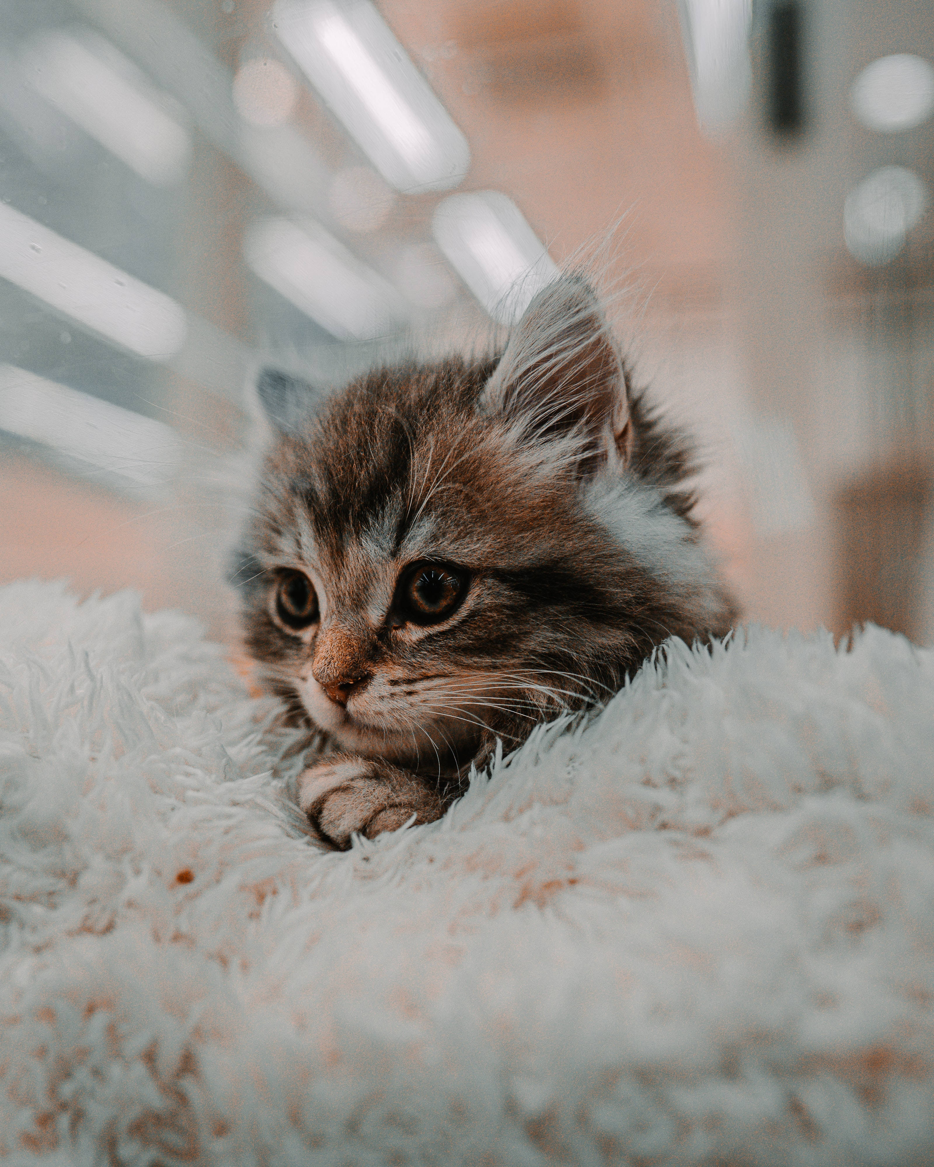 Сладко коте в уютна кожена завивка Тапет