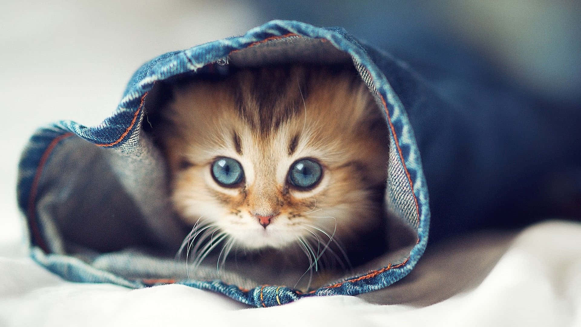 Сладък момент на котешка забавност Тапет