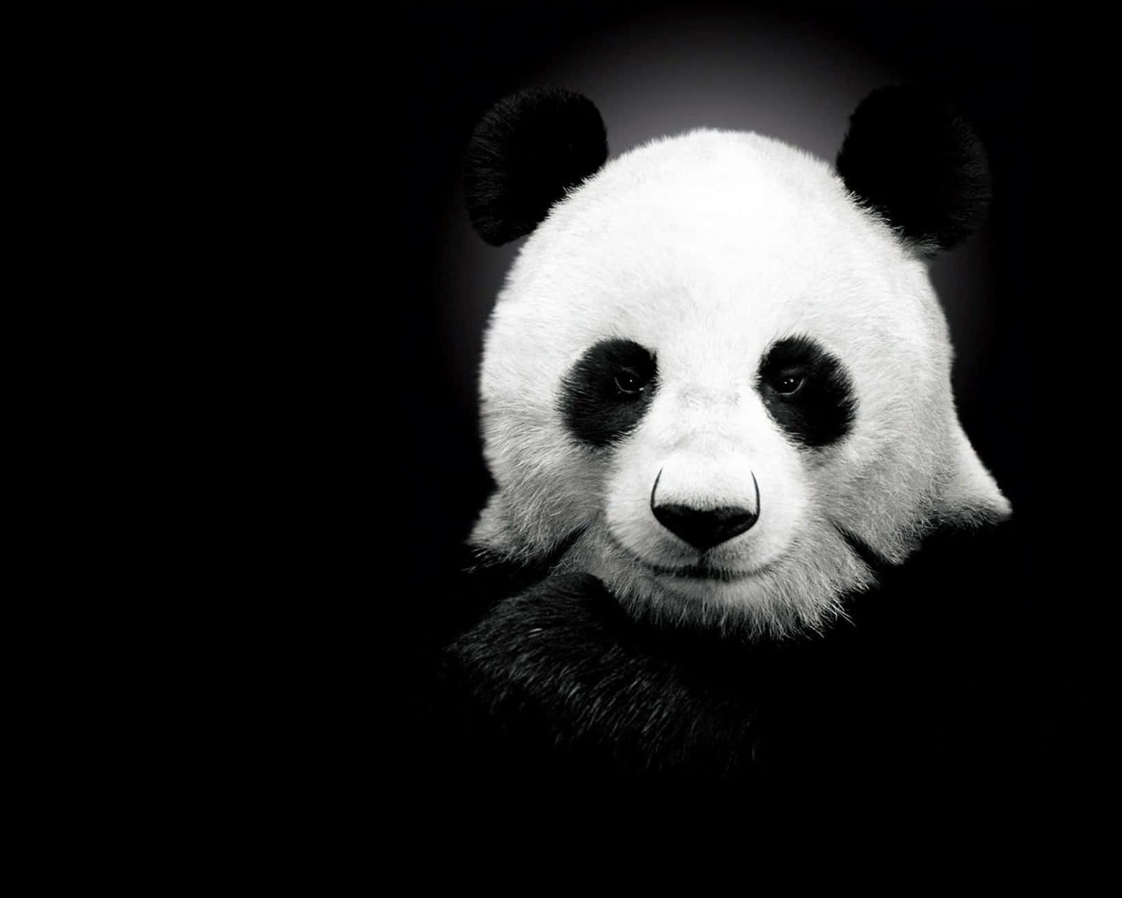 Сладък черен фон Тапет