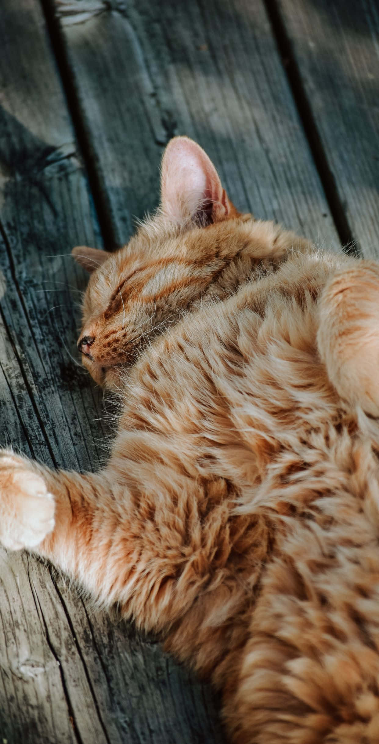 Смела снимка на рижа котка Тапет