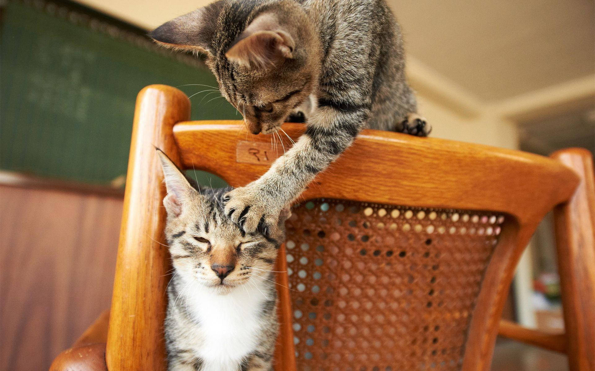 Смешна котка драска друга котка Тапет