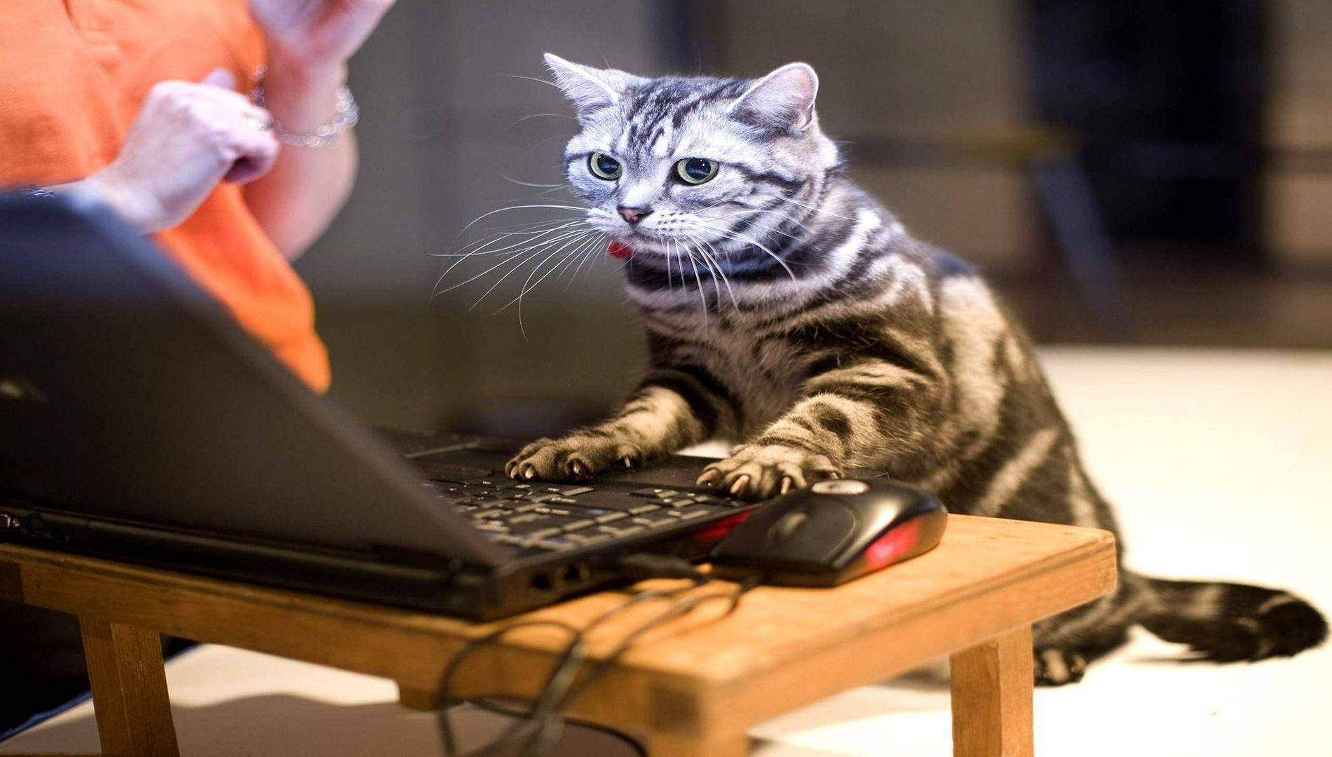Смешна котка използва компютър Тапет